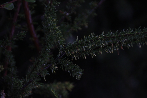 iNaturalist observation photo of chamise