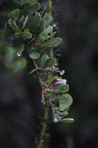 iNaturalist observation photo of Buckbrush