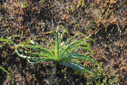 iNaturalist observation photo of wavy-leafed soap plant