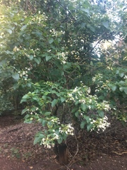 Clerodendrum costatum