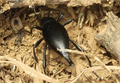 Eleodes eschscholtzii