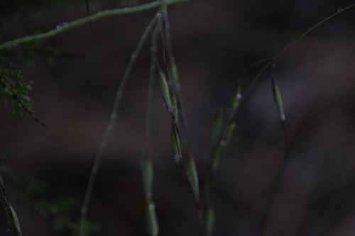 iNaturalist observation photo of Oats