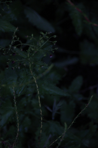 iNaturalist observation photo of California beeplant