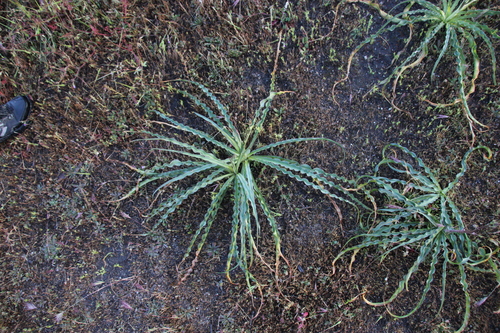 iNaturalist observation photo of wavy-leafed soap plant