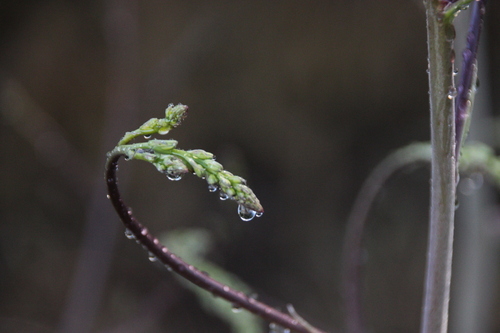 iNaturalist observation photo of wavy-leafed soap plant