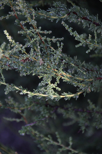 iNaturalist observation photo of chamise