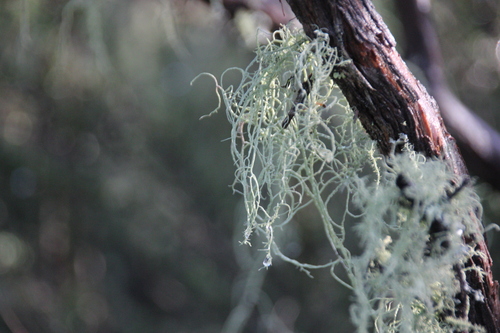 iNaturalist observation photo of Common Lichens
