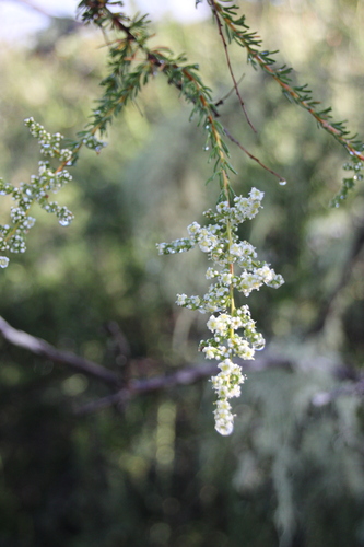 iNaturalist observation photo of chamise