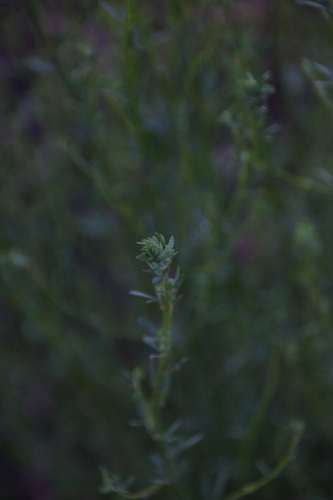 iNaturalist observation photo of deerweed