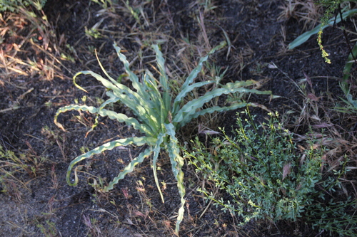 iNaturalist observation photo of wavy-leafed soap plant