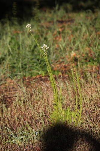 iNaturalist observation photo of California cudweed