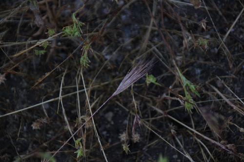 iNaturalist observation photo of bromes