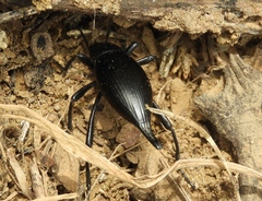 Eleodes eschscholtzii