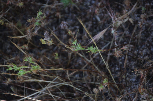iNaturalist observation photo of narrowleaf cottonrose
