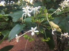 Clerodendrum costatum