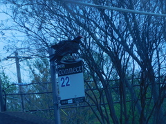 Cathartes aura