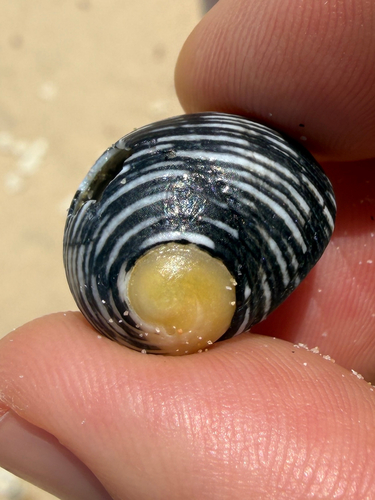 Nerita scabricosta
