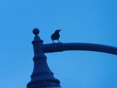 Sturnus vulgaris