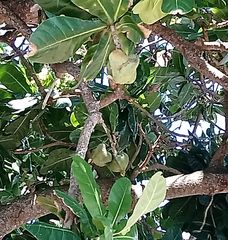 Barringtonia