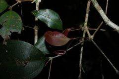 Rhodamnia maideniana