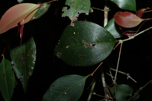 Rhodamnia maideniana, photograph 1
