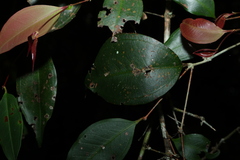 Rhodamnia maideniana, photograph (c) Greg Tasney, some rights reserved (CC BY-SA)