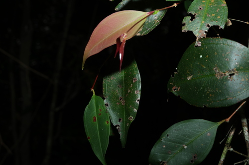 Rhodamnia maideniana, photograph 2