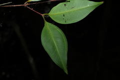 Rhodamnia maideniana, photograph (c) Greg Tasney, some rights reserved (CC BY-SA)