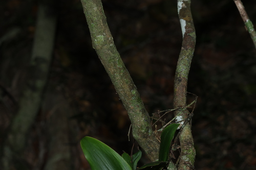 Rhodamnia maideniana, photograph 4