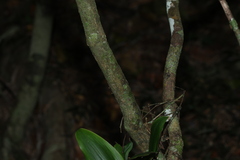 Rhodamnia maideniana, photograph (c) Greg Tasney, some rights reserved (CC BY-SA)