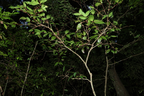 Rhodamnia maideniana, photograph 5