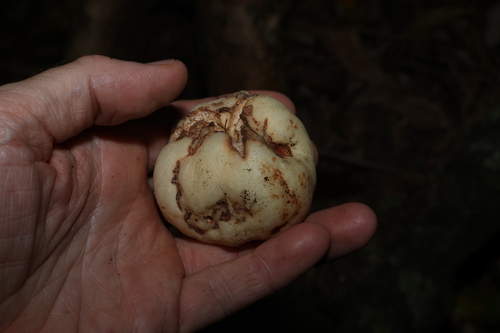 Syzygium moorei, photograph 2