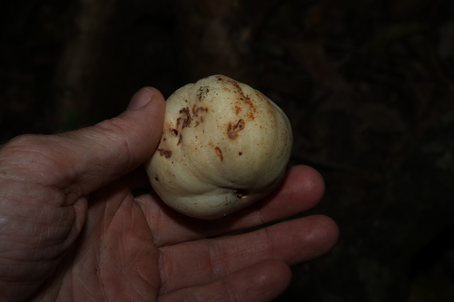 Syzygium moorei, photograph 3