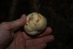 Syzygium moorei, photograph (c) Greg Tasney, some rights reserved (CC BY-SA)