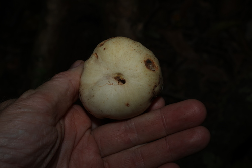 Syzygium moorei, photograph 4
