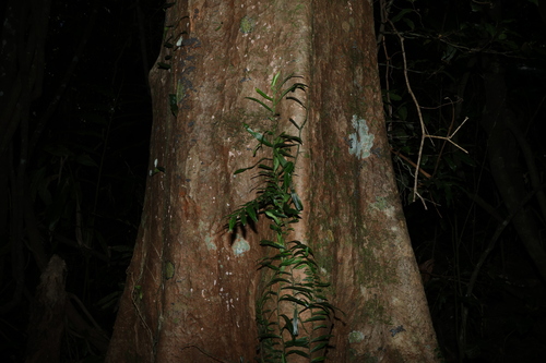 Syzygium moorei, photograph 5