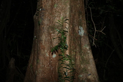 Syzygium moorei, photograph (c) Greg Tasney, some rights reserved (CC BY-SA)
