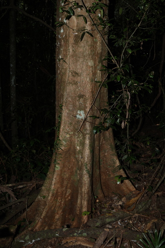Syzygium moorei, photograph 6