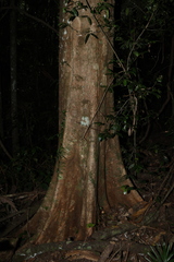 Syzygium moorei, photograph (c) Greg Tasney, some rights reserved (CC BY-SA)