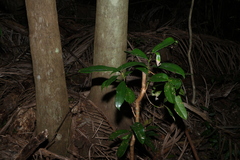 Syzygium moorei