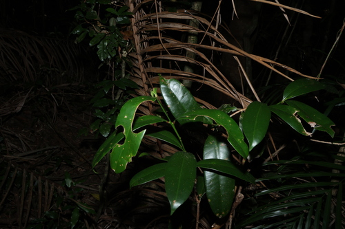 Syzygium moorei, photograph 1