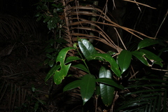 Syzygium moorei, photograph (c) Greg Tasney, some rights reserved (CC BY-SA)