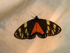 Chetone ithomia