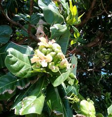 Barringtonia