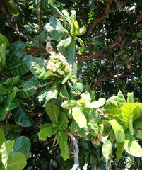 Barringtonia