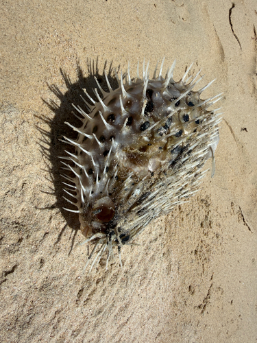 Diodon holocanthus