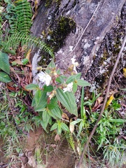 Chaetogastra ciliaris