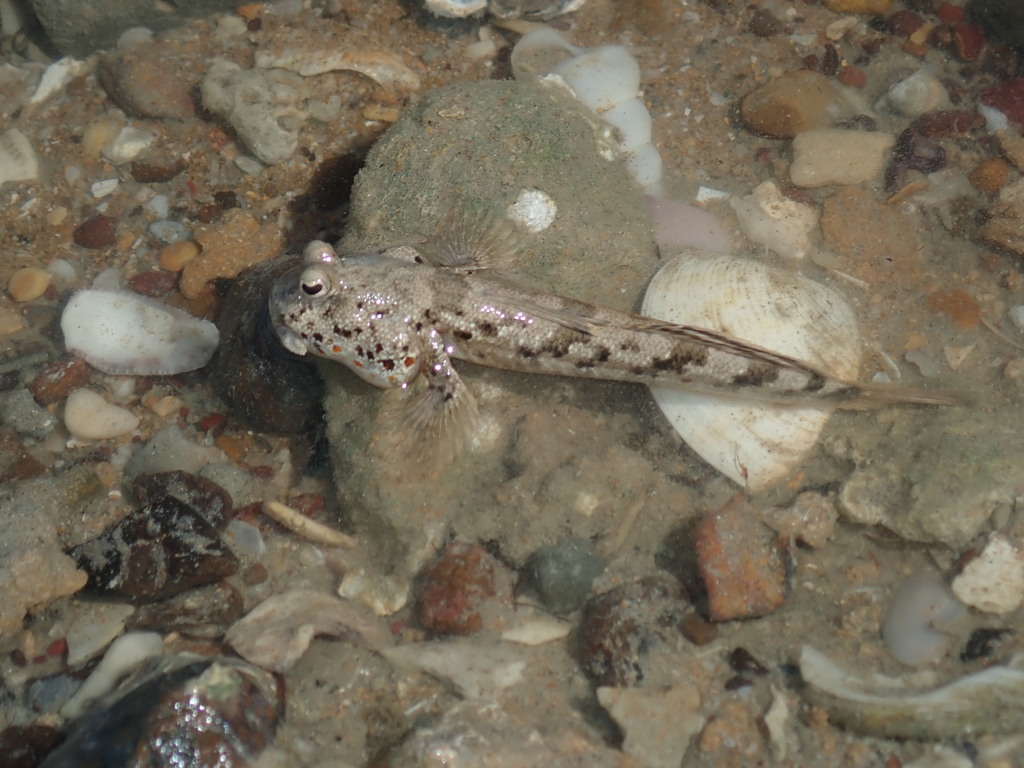 Takita's Mudskipper