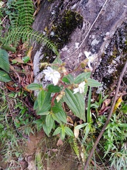 Chaetogastra ciliaris