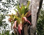 Aechmea mexicana